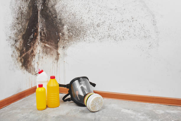 Best Mold Removal and Inspection  in Weidman, MI