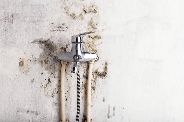 Best Mold Removal Near Me  in Weidman, MI
