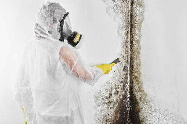 Weidman, MI Mold Removal Company