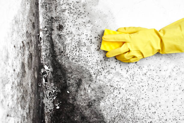 Mold Removal and Inspection in Weidman, MI