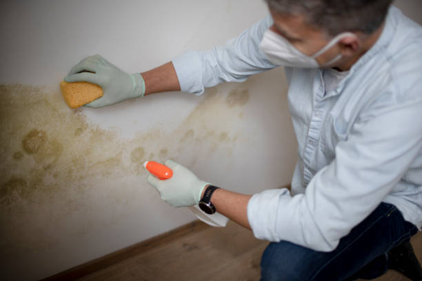 Best Toxic Mold Removal  in Weidman, MI