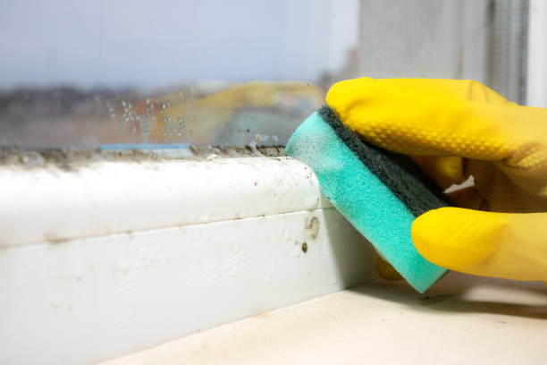 Best Mold Removal Process  in Weidman, MI