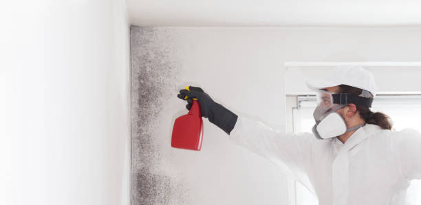 Best Mold Remediation  in Weidman, MI