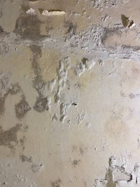 Best Emergency Mold Removal  in Weidman, MI