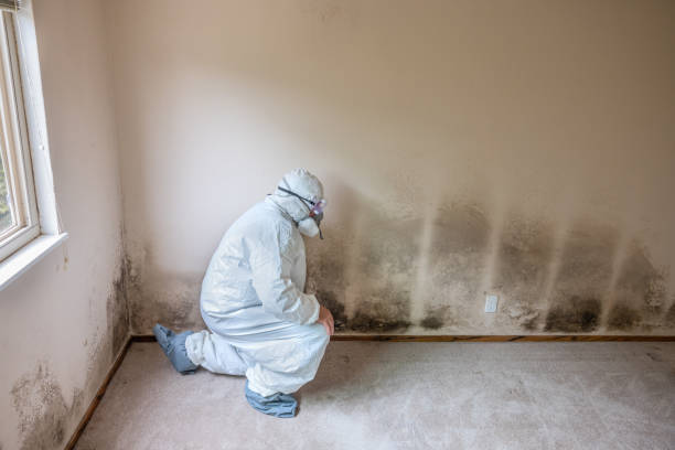 Best Mold Removal Company Near Me  in Weidman, MI