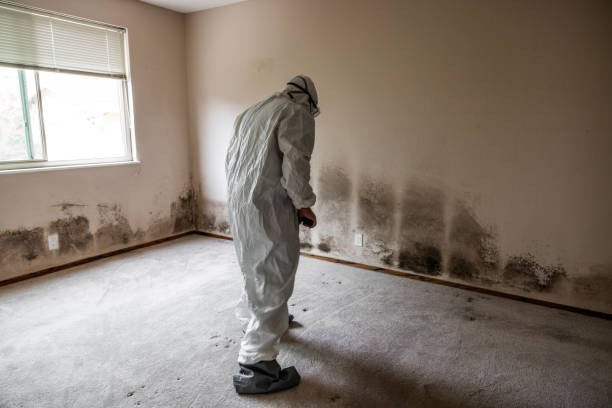 Best Black Mold Removal  in Weidman, MI