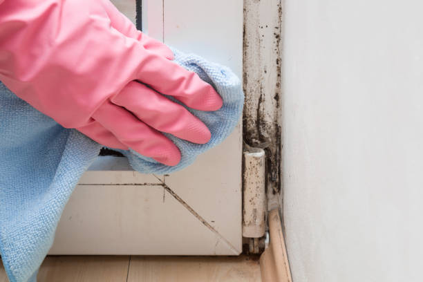 Best Residential Mold Removal  in Weidman, MI