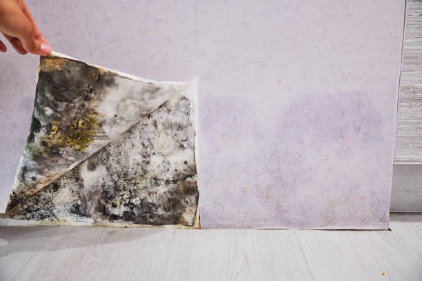 Best Best Mold Removal Companies  in Weidman, MI